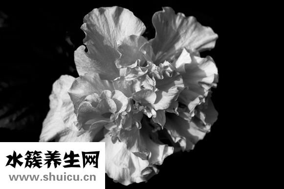 蔷薇花怎么插枝