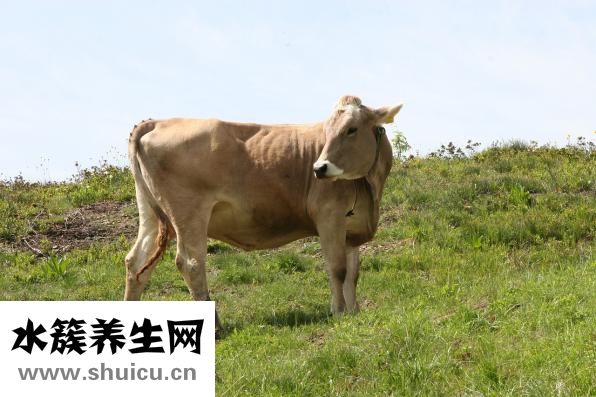 牛肉汤头怎么做