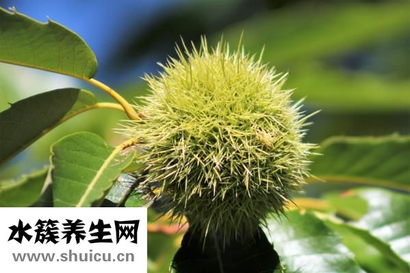 板栗怎么煮熟
