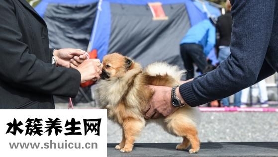 博美身上痒怎么办