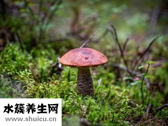 晒干的蘑菇怎么吃