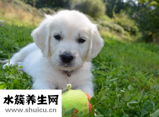 小金毛打虫药怎么吃