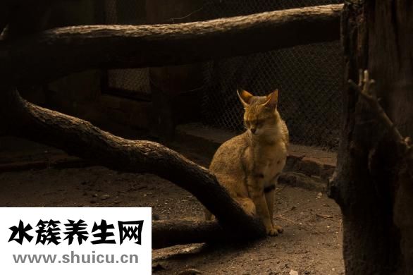 别人说我矮怎么反驳