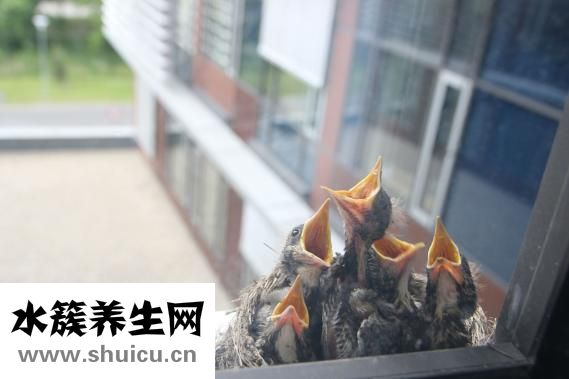 卫生间立管怎么包