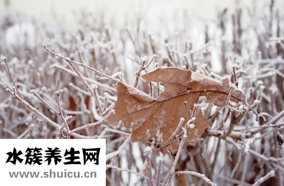 养肺秋梨膏怎么吃
