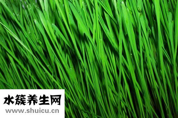 干板鸭怎么炒