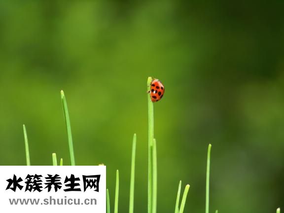 水韭菜怎么养