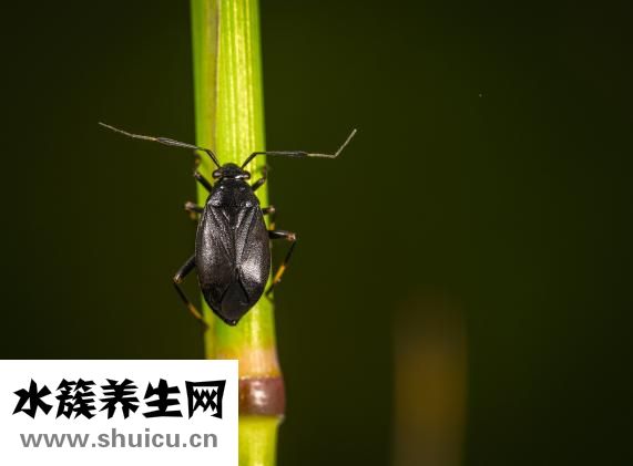 虫子怎么打