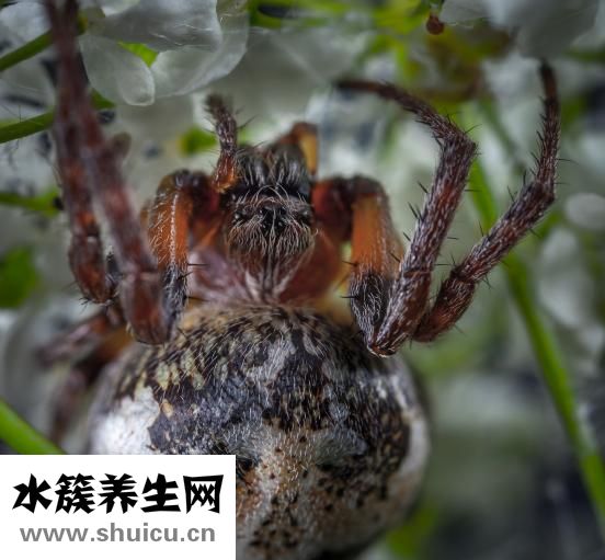 被白蜘蛛咬了怎么办