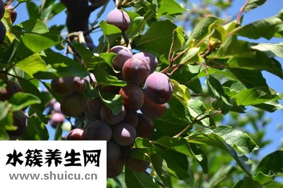 三华李怎么腌才好吃
