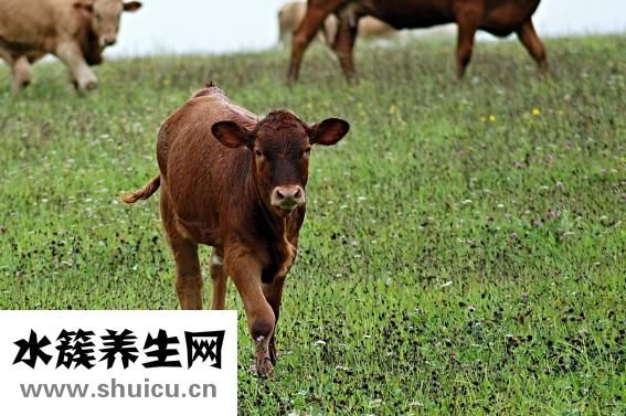 牛犊涨肚怎么回事