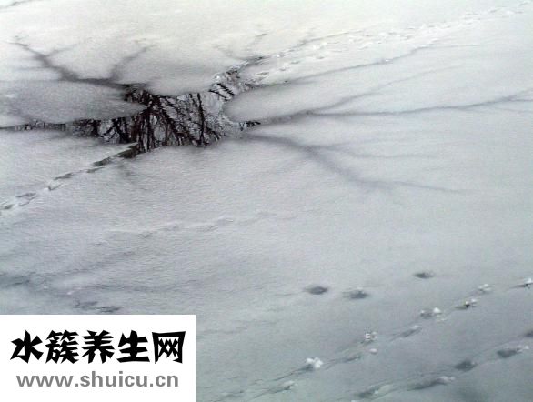 冰冻鸭怎么做