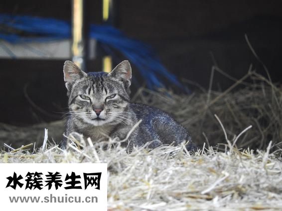 怎么看猫咪怀孕