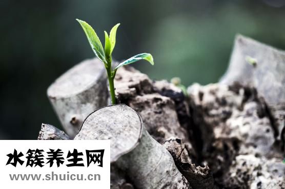 苗芽菜怎么吃