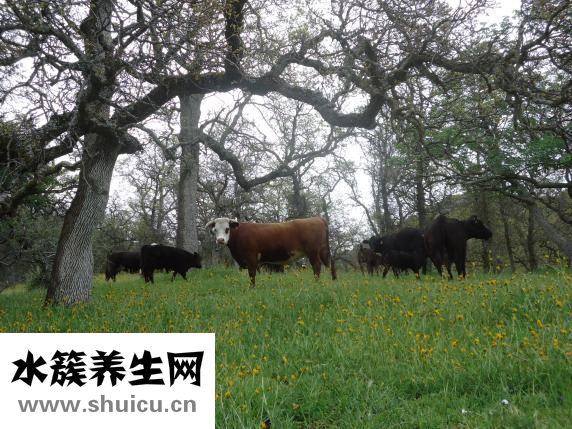 牛肉和萝卜怎么烧