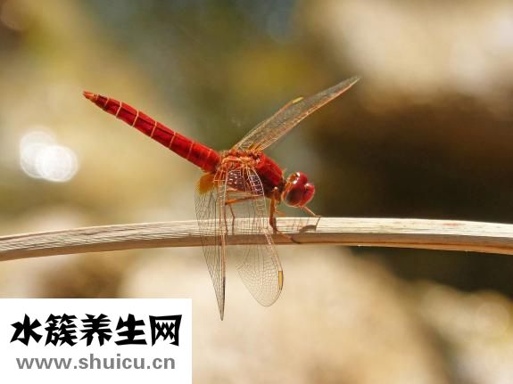 浴帘发霉怎么办