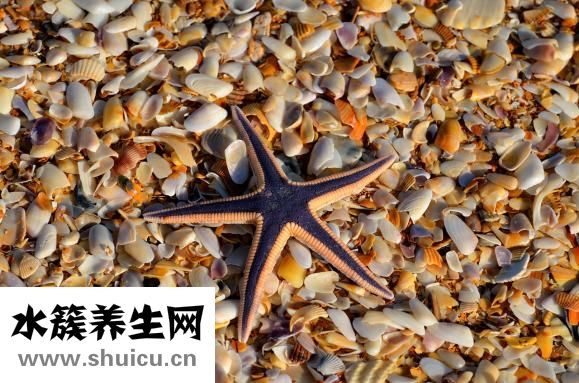 吃海星中毒了怎么办