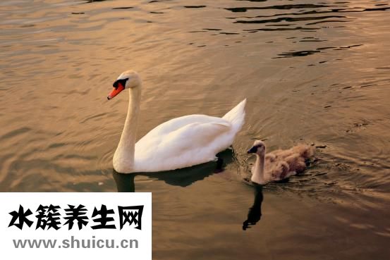 妈妈要找叔叔怎么办