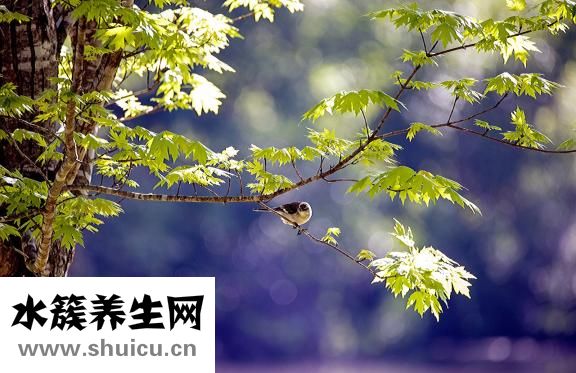 肝郁该怎么办