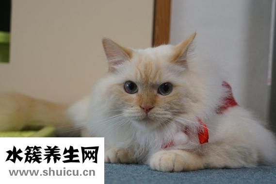 怎么驱除老鼠