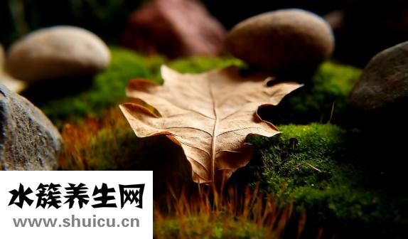 苔藓墙怎么做