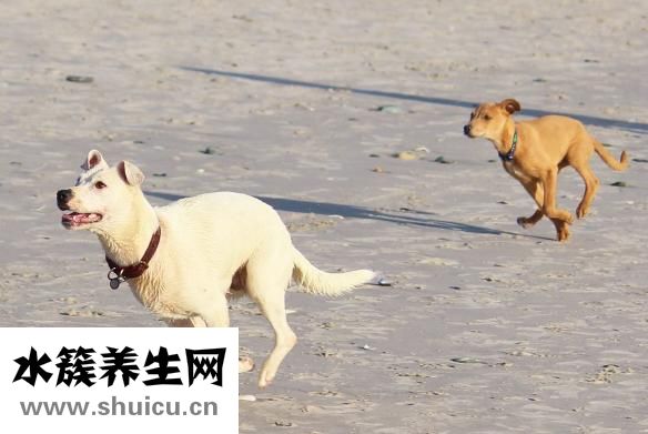 小猫拉血是怎么回事