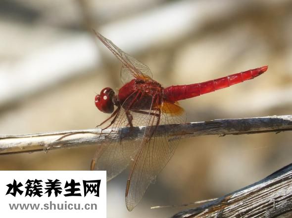 穿耳洞后红肿怎么办