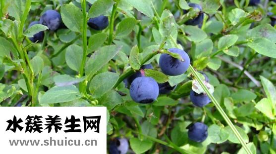 干板鸭怎么炒