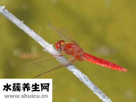 穿耳洞后红肿怎么办