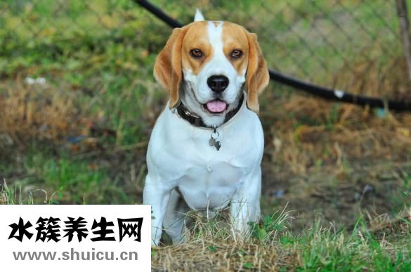 小猫拉血怎么回事？一般情况下怎么做？