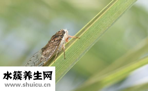 梅核气怎么得的