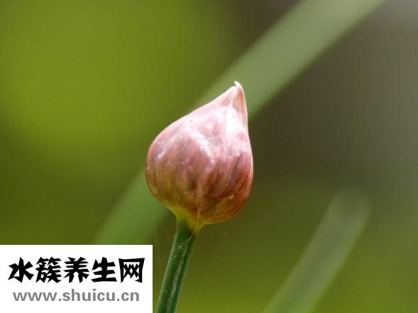 水韭菜怎么养