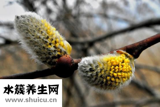 基枝藻怎么培养