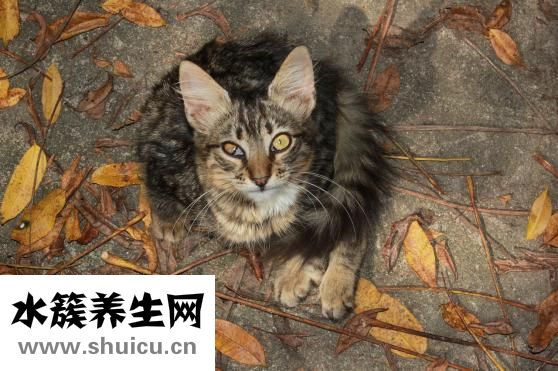 完善时光之眼怎么做