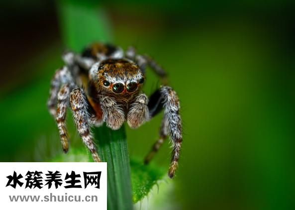 被白蜘蛛咬了怎么办