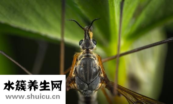 蚊子块怎么止痒