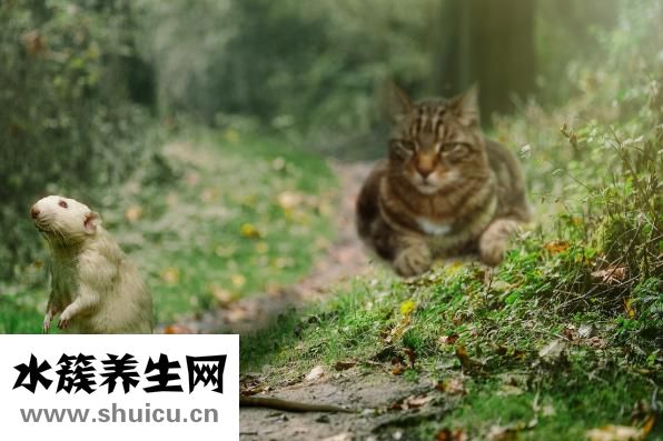 怎么驱除老鼠