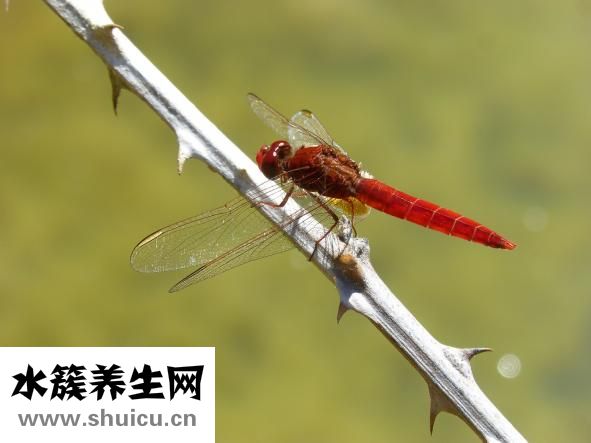 穿耳洞后红肿怎么办