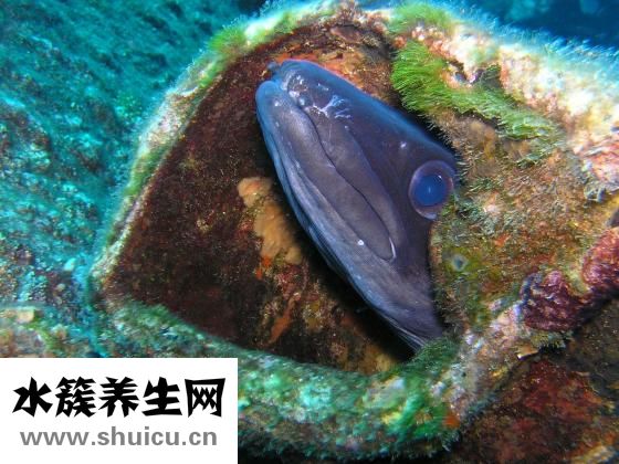 海腚根怎么洗