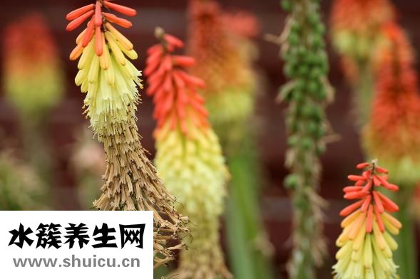 怎么收集牵牛花种子