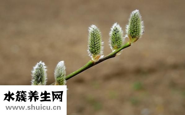 基枝藻怎么培养