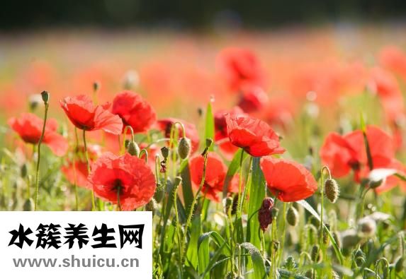 香恋物语怎么用