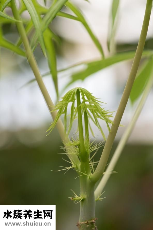 芽菜怎么吃
