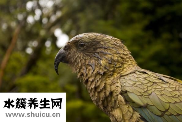 鹦鹉鱼长白点怎么办