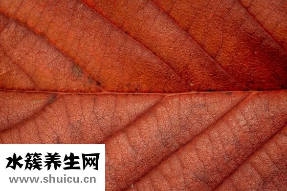 怎么挑选荔浦芋头