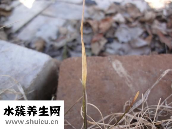 怀孕六个月怎么死胎