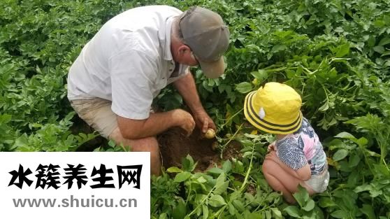 土豆怎么煮比较烂