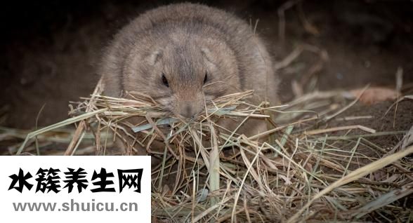 被仓鼠咬到怎么办