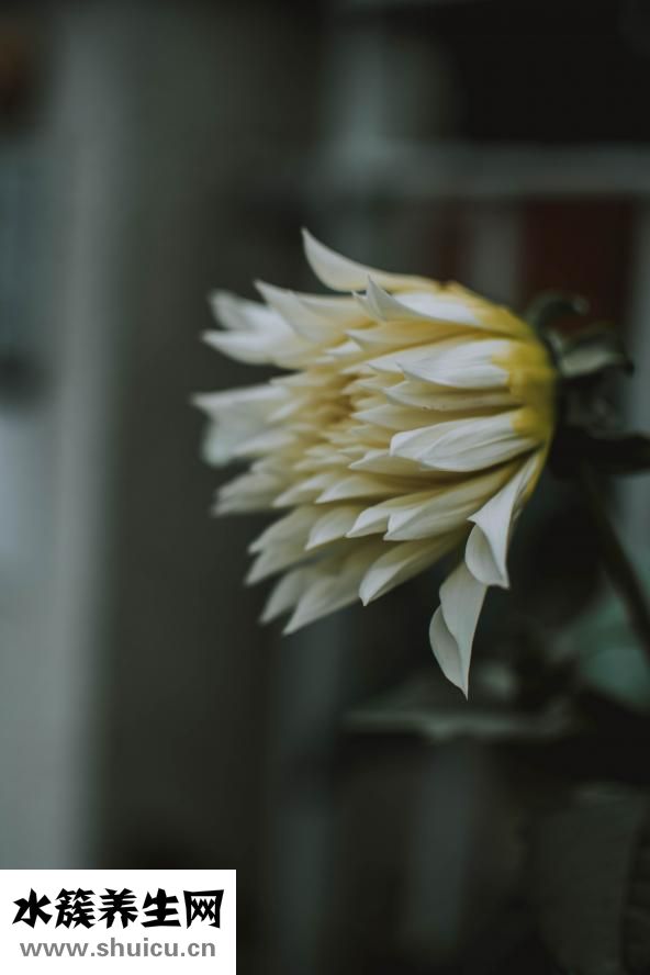 女生长得丑怎么办