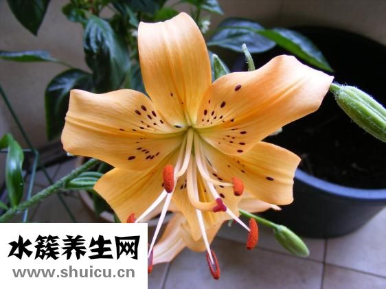 拉花缸怎么选择